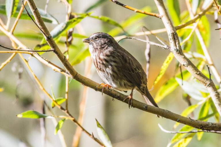 野鳥画像