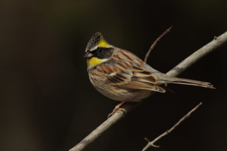 野鳥画像