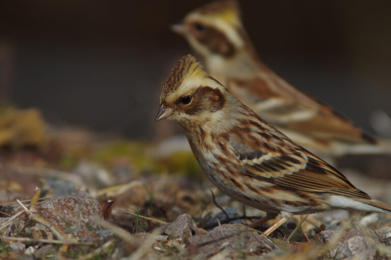 野鳥画像