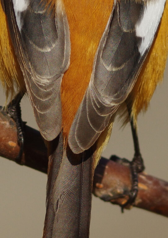 野鳥画像