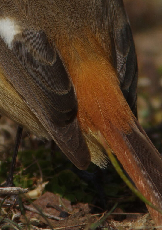 野鳥画像