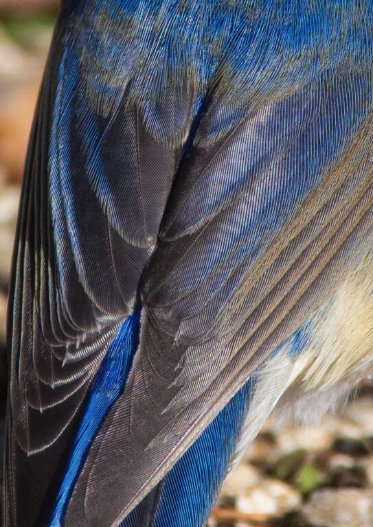 野鳥画像