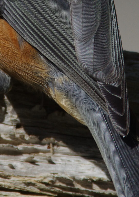 野鳥画像