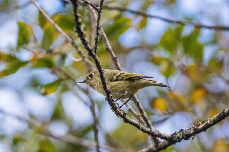 野鳥画像