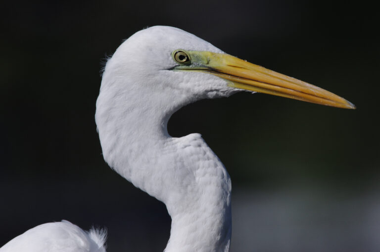 野鳥画像