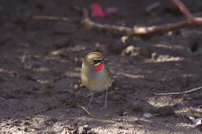 野鳥画像