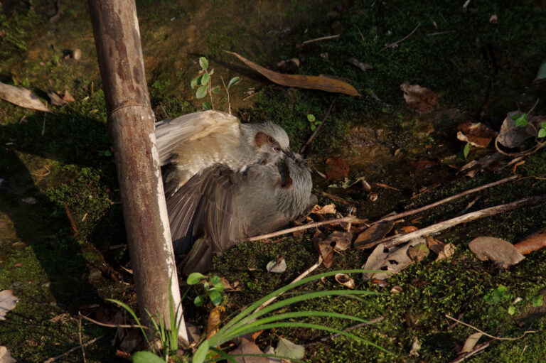 野鳥画像