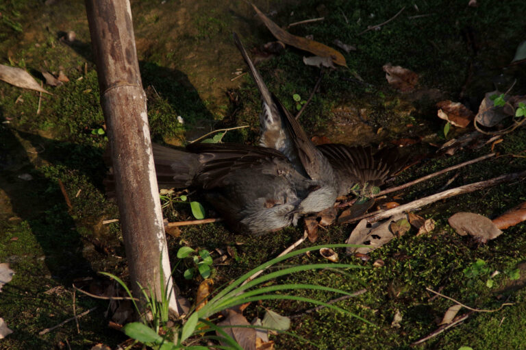 野鳥画像