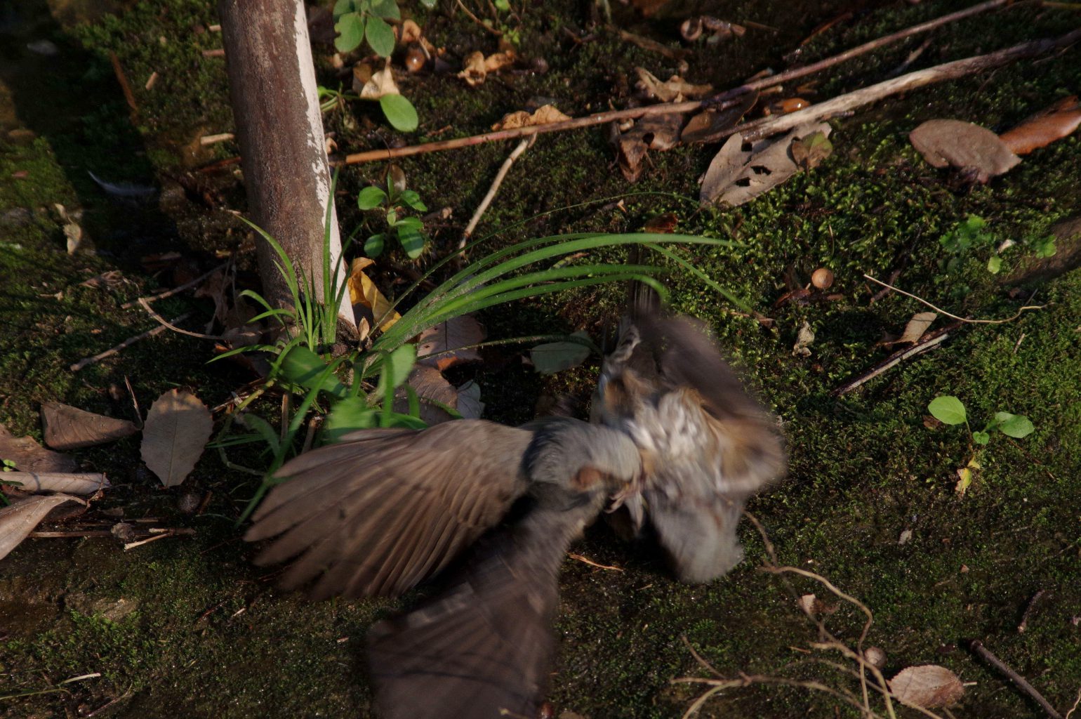 AFボーグ BORG90FLで撮影した野鳥・ヒヨドリの喧嘩シーン写真画像