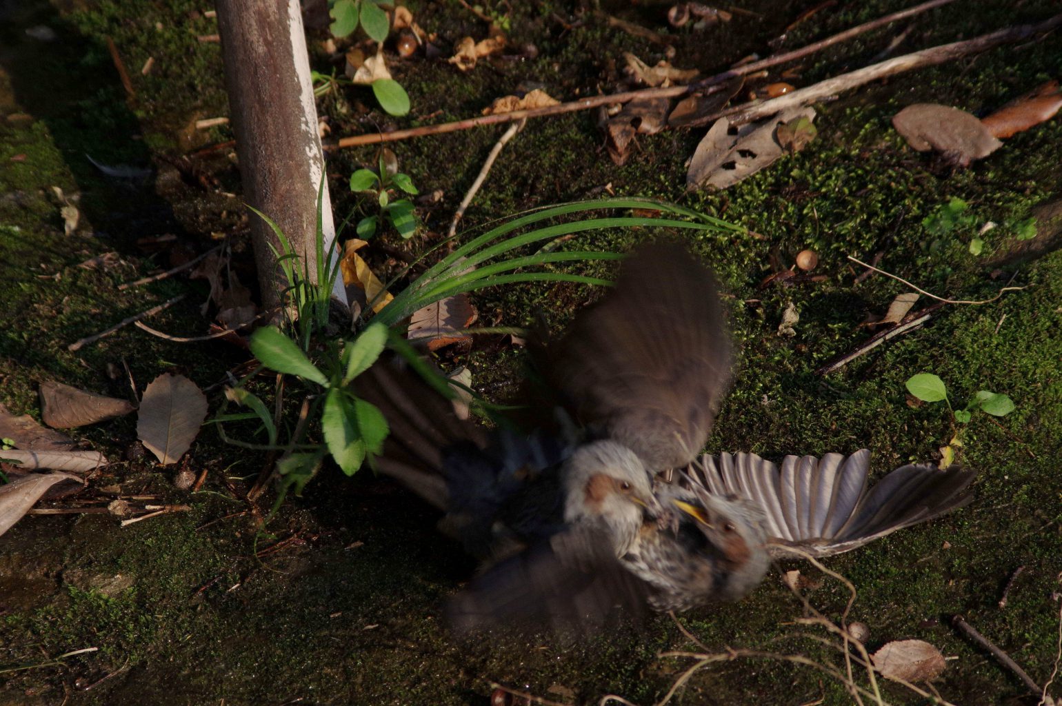 AFボーグ BORG90FLで撮影した野鳥・ヒヨドリの喧嘩シーン写真画像