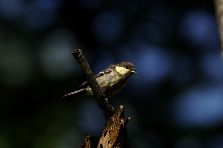 野鳥画像