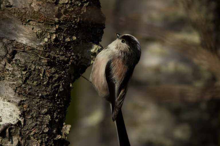 野鳥画像
