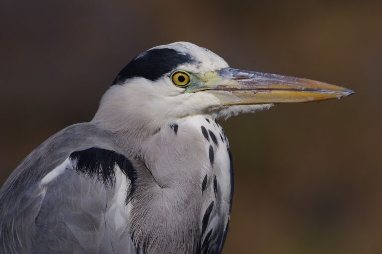 野鳥画像