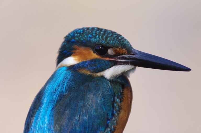 野鳥画像