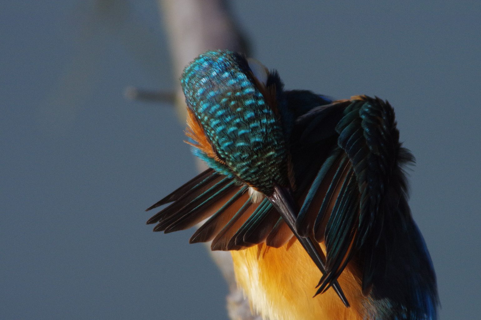 AFボーグ BORG90FLで撮影した野鳥・カワセミの写真画像