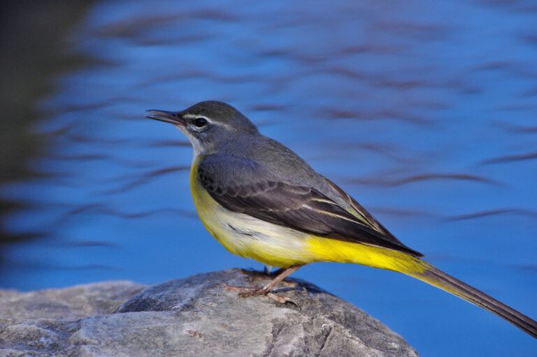 野鳥画像