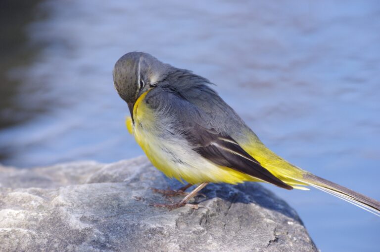野鳥画像