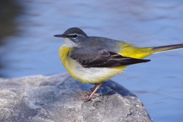 野鳥画像