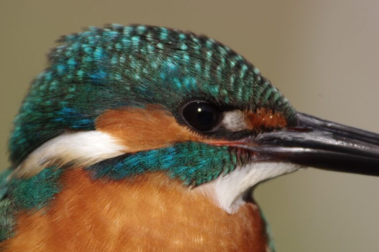 AFボーグ BORG71FLで撮影した野鳥・カワセミの写真画像