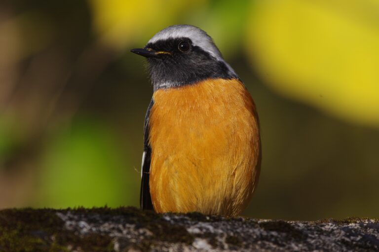 AFボーグ BORG71FLで撮影した野鳥・ジョウビタキの写真画像