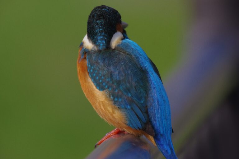 AFボーグ BORG77EDⅡで撮影した野鳥・カワセミの写真画像