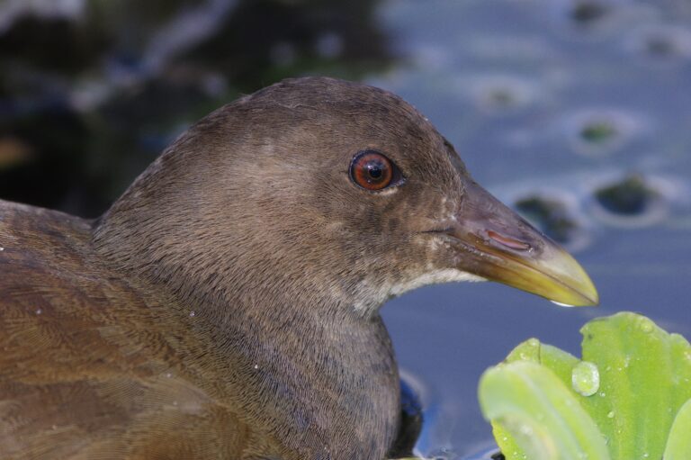 AFボーグ BORG77EDⅡで撮影した野鳥・バンの写真画像