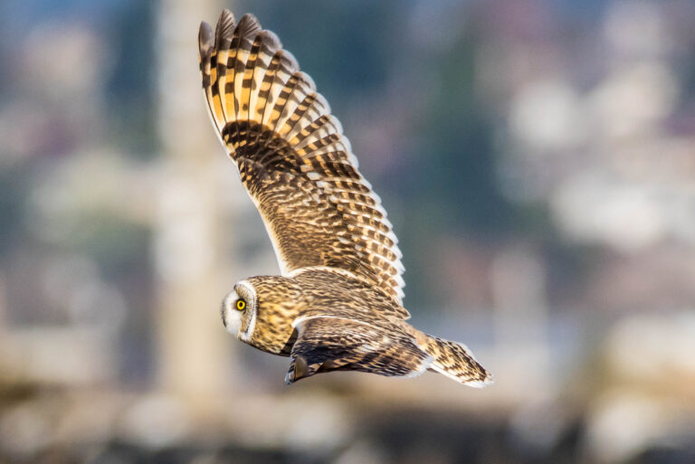 AFボーグ BORG71FLで撮影した野鳥・コミミズクの飛翔写真画像(トビモノ)