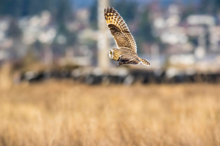 AFボーグ BORG71FLで撮影した野鳥・コミミズクの飛翔写真画像(トビモノ)