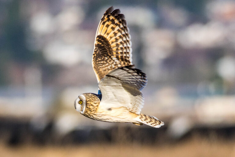 AFボーグ BORG71FLで撮影した野鳥・コミミズクの飛翔写真画像(トビモノ)