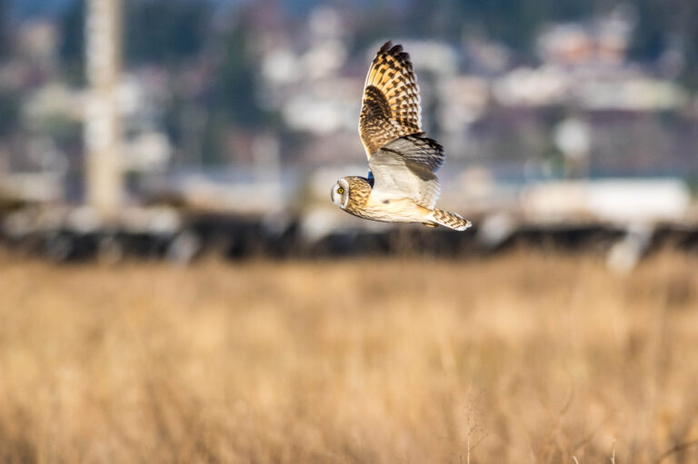 AFボーグ BORG71FLで撮影した野鳥・コミミズクの飛翔写真画像(トビモノ)