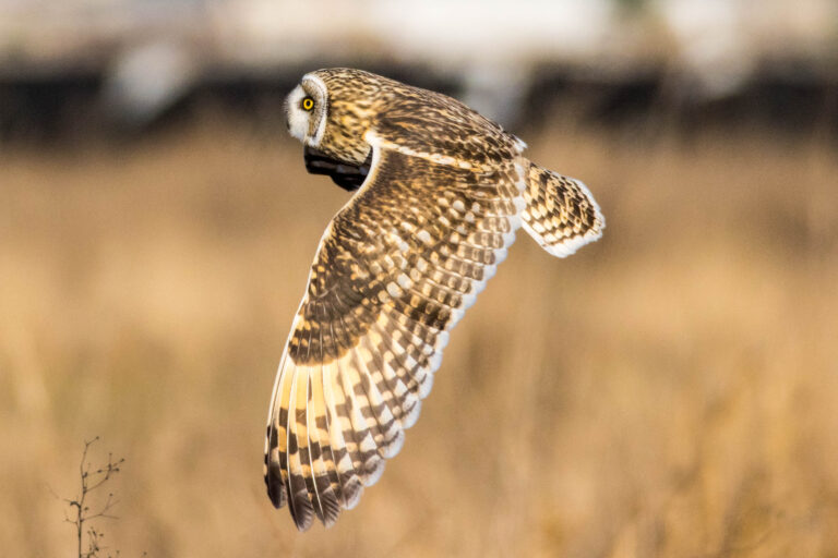 AFボーグ BORG71FLで撮影した野鳥・コミミズクの飛翔写真画像(トビモノ)
