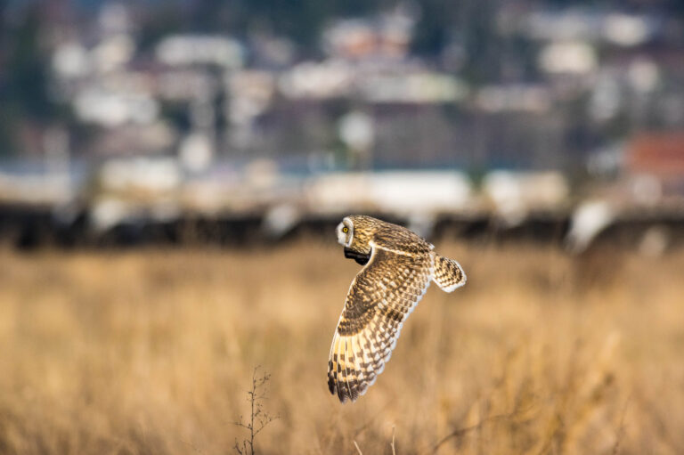AFボーグ BORG71FLで撮影した野鳥・コミミズクの飛翔写真画像(トビモノ)