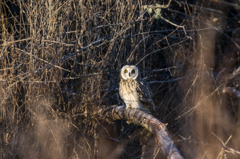 AFボーグ BORG71FLで撮影した野鳥・コミミズクの写真画像