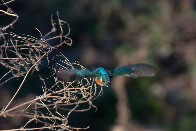 BORG71FLで撮影した野鳥・カワセミの飛翔写真画像(トビモノ)