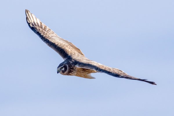AFボーグ BORG71FLで撮影した野鳥・ハイイロチュウヒの飛翔写真画像(トビモノ)