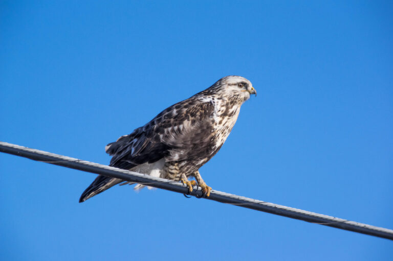 AFボーグ BORG71FLで撮影した野鳥・ケアシノスリの写真画像