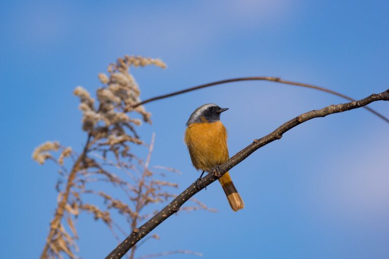BORG71FLで撮影した野鳥・ジョウビタキの写真画像