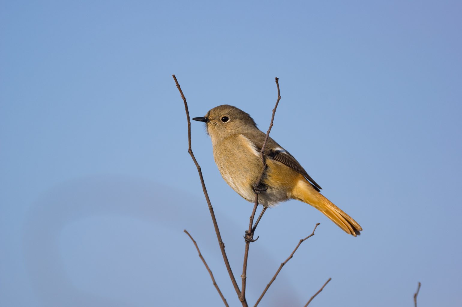 BORG71FLで撮影した野鳥・ジョウビタキの写真画像