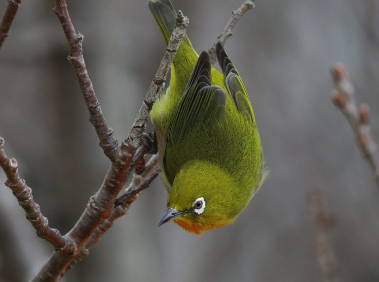 BORG89EDで撮影した野鳥・メジロの写真画像