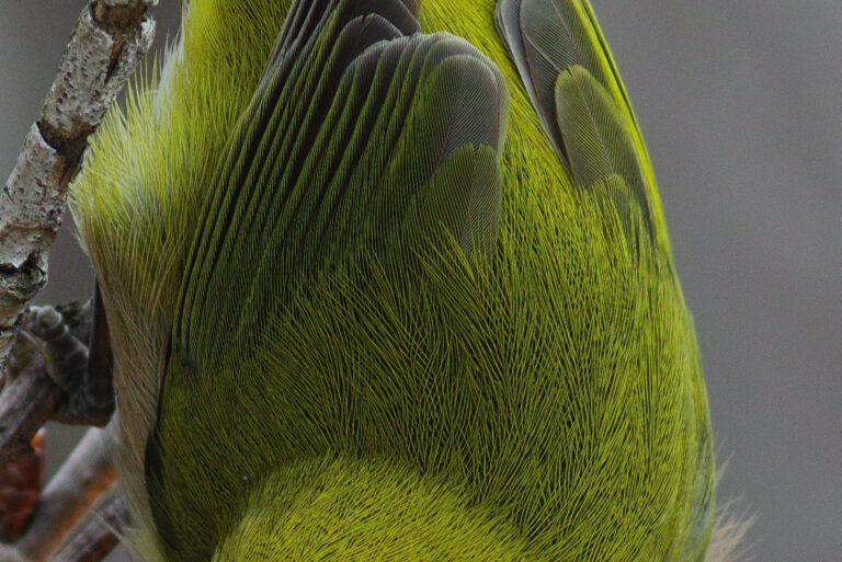 BORG89EDで撮影した野鳥・メジロの写真画像