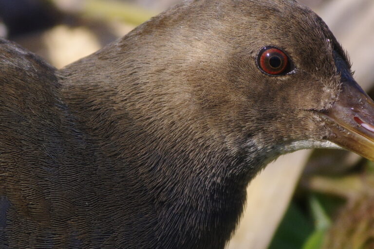 AFボーグ BORG77EDⅡで撮影した野鳥・バンの写真画像