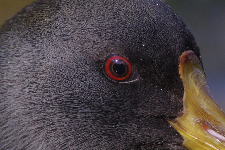AFボーグ BORG77EDⅡで撮影した野鳥・バンの写真画像