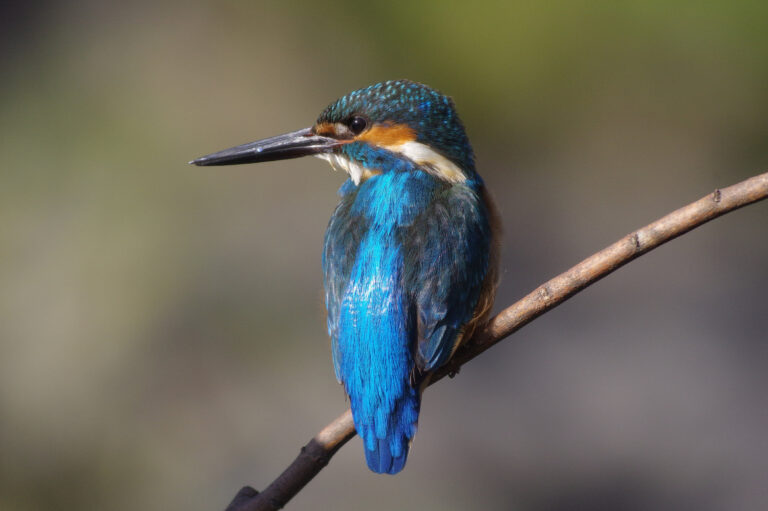 AFボーグ BORG77EDⅡで撮影した野鳥・カワセミの写真画像