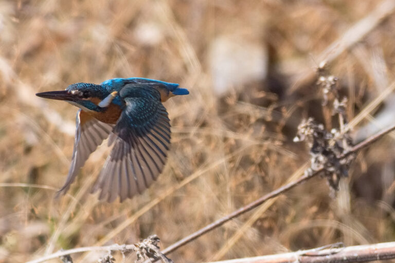 AFボーグ BORG71FLで撮影した野鳥・カワセミの飛翔写真画像(トビモノ)