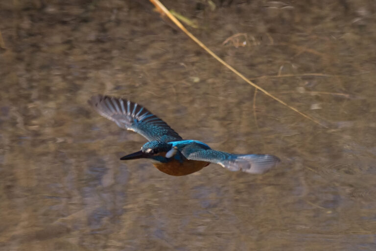 AFボーグ BORG71FLで撮影した野鳥・カワセミの飛翔写真画像(トビモノ)