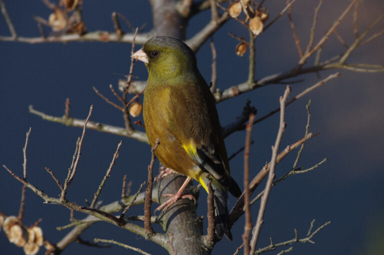 AFボーグ BORG71FLで撮影した野鳥・カワラヒワの写真画像
