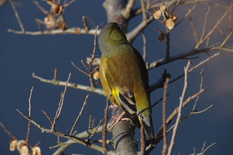 AFボーグ BORG71FLで撮影した野鳥・カワラヒワの写真画像