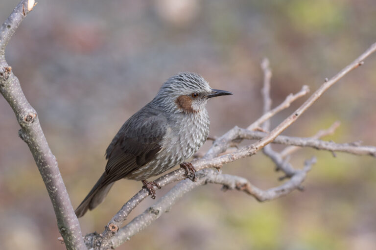 BORG71FLで撮影した野鳥・ヒヨドリの写真画像