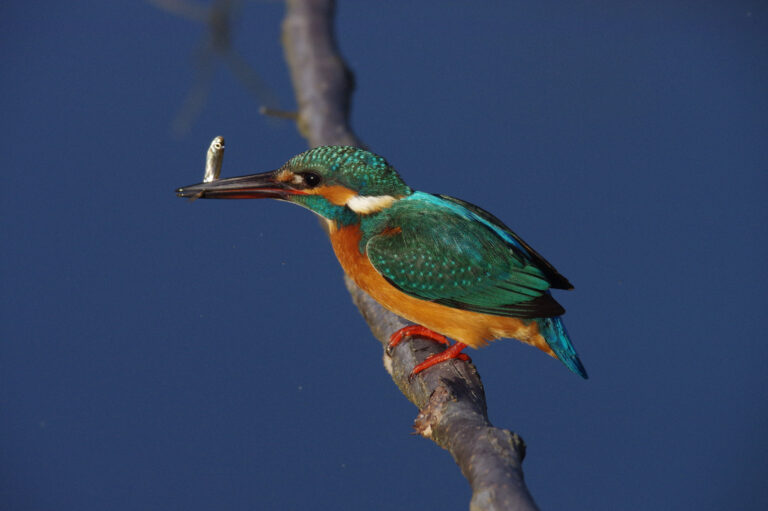 AFボーグ BORG71FLで撮影した野鳥・カワセミの魚の捕獲写真画像