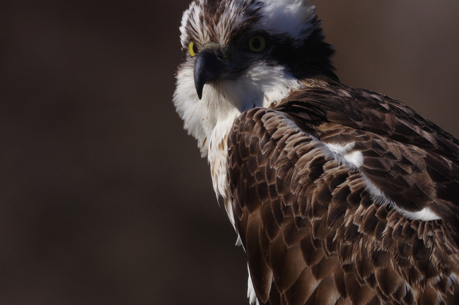 BORG71FLで撮影した野鳥・ミサゴのドアップ写真画像